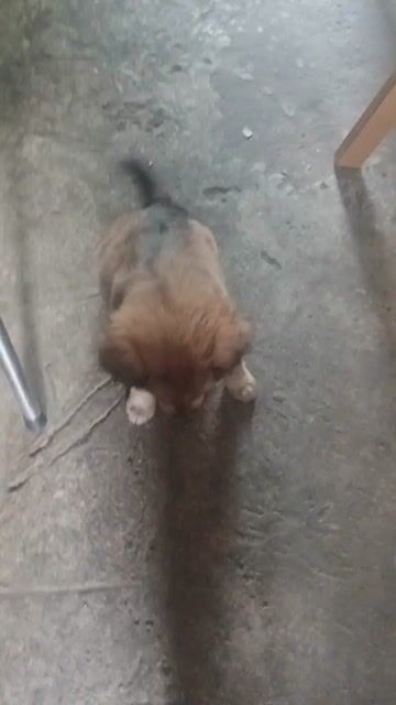 Chó Lai Phú Quốc Nâu Lông xù. Mua bán Chó tại Quận Bình Tân Tp Hồ Chí Minh được đăng bởi anh hình 1