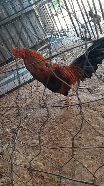 Gà đẻn trống 1.9kg Đỏ, đen, vàng. Mua bán Gà tại Huyện Thanh Bình Đồng Tháp được đăng bởi Tuan hình 1