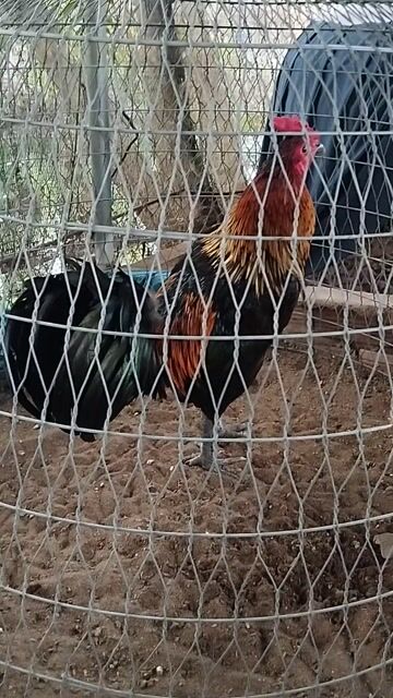 que 3kg4 tay rất tốt. Mua bán Gà tại Thành phố Vị Thanh Hậu Giang được đăng bởi Nguyên đăng khoa hình 1