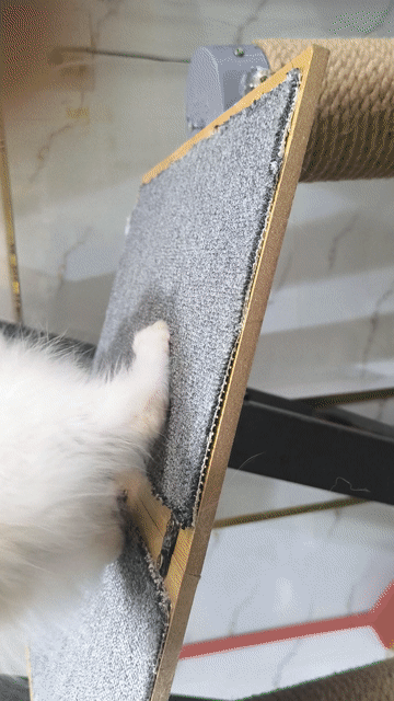 Mèo Ragdoll Cái Trắng kem Mèo con. Mua bán Mèo tại Quận Gò Vấp Tp Hồ Chí Minh được đăng bởi nguyễn tuấn kiệt hình 1
