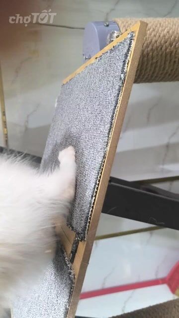 Mèo Ragdoll Cái Trắng kem Mèo con. Mua bán Mèo tại Quận Gò Vấp Tp Hồ Chí Minh được đăng bởi nguyễn tuấn kiệt hình 1