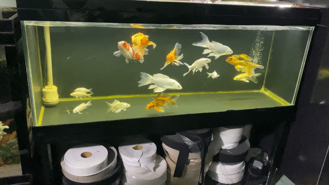 Cá chép cảnh 10-25cm nhiều màu. Mua bán Thú cưng khác tại Quận 12 Tp Hồ Chí Minh được đăng bởi Truyền Phạm hình 1