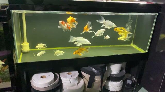 Cá chép cảnh 10-25cm nhiều màu. Mua bán Thú cưng khác tại Quận 12 Tp Hồ Chí Minh được đăng bởi Truyền Phạm hình 1