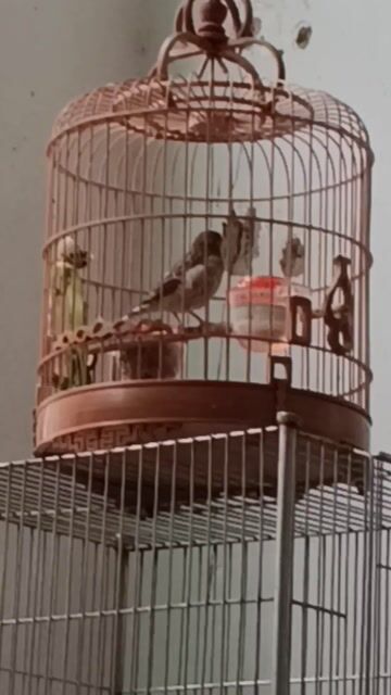 Chim và lồng. Mua bán Chim tại Quận 12 Tp Hồ Chí Minh được đăng bởi Trâm Nguyên Hoang hình 1