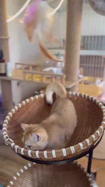 Mèo Golden NY11 Đực Cái. Mua bán Mèo tại Quận 10 Tp Hồ Chí Minh được đăng bởi Đỗ Đạt hình 1