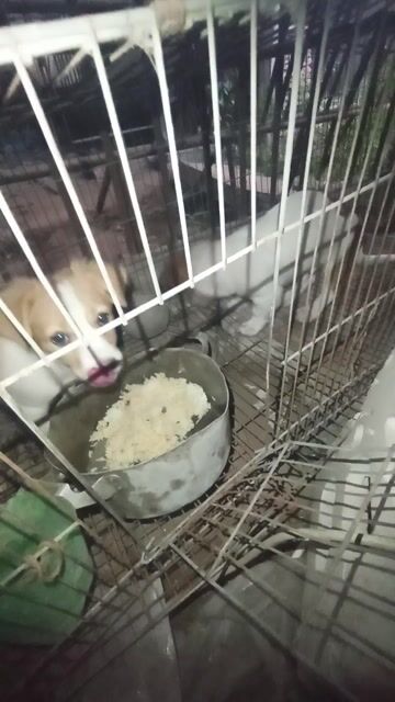 Chó Nhật màu Trắng nâu. Mua bán Chó tại Thành phố Thuận An Bình Dương được đăng bởi nguyễn hoàng hình 1