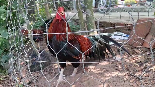 Điều chân trắng 3k1 tay tốt lông mới, đá liền được. Mua bán Gà tại Quận Ninh Kiều Cần Thơ được đăng bởi Nguyễn Thanh hình 1