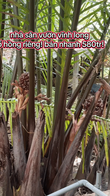 Mua bán Nhà ở Huyện Chợ Lách Bến Tre diện tích 230 m² giá 580 triệu