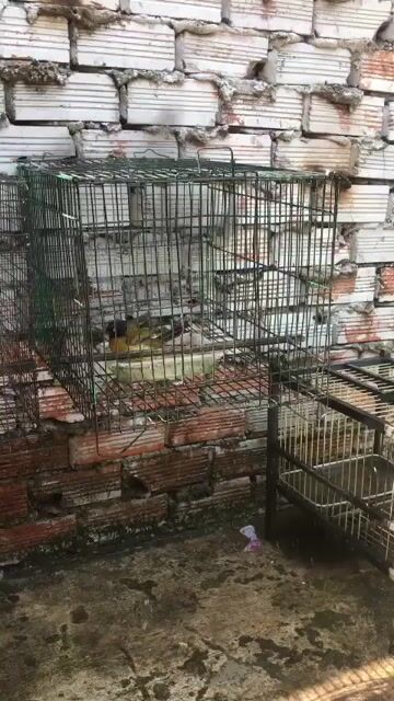 Chim màu núi 1 năm lồng. Mua bán Chim tại Huyện Bắc Tân Uyên Bình Dương được đăng bởi Huỳnh Quang hình 1