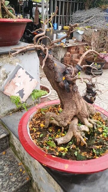 Mai bonsai 50cm Cây già. Mua bán Cây cảnh, đồ trang trí tại Thành phố Thủ Đức Tp Hồ Chí Minh được đăng bởi vinh gaden hình 1
