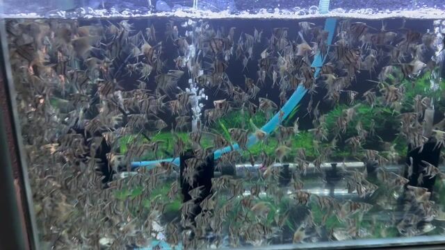 Cá Thần Tiên Mana sz1-4. Mua bán Thú cưng khác tại Quận 8 Tp Hồ Chí Minh được đăng bởi Tuyết Nga hình 1