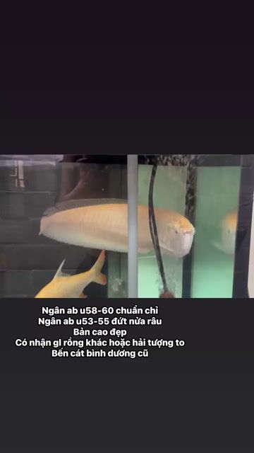 ngân abino size to. Mua bán Thú cưng khác tại Thị xã Bến Cát Bình Dương được đăng bởi nhct hình 1