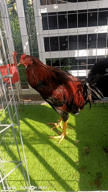 Gà Mỹ Kelso 5-6 tháng. Mua bán Gà tại Huyện Châu Phú An Giang được đăng bởi Bi Gà Mỹ  hình 1