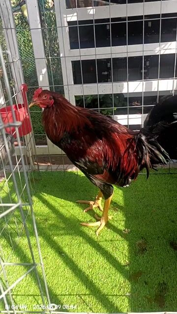 Gà Mỹ Kelso 5-6 tháng. Mua bán Gà tại Huyện Châu Phú An Giang được đăng bởi Bi Gà Mỹ  hình 1