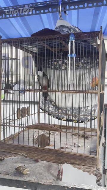 Chim chào mào mùa 3 giọng hót hay khỏe mạnh. Mua bán Chim tại Thành phố Thủ Đức Tp Hồ Chí Minh được đăng bởi bonbon hình 1