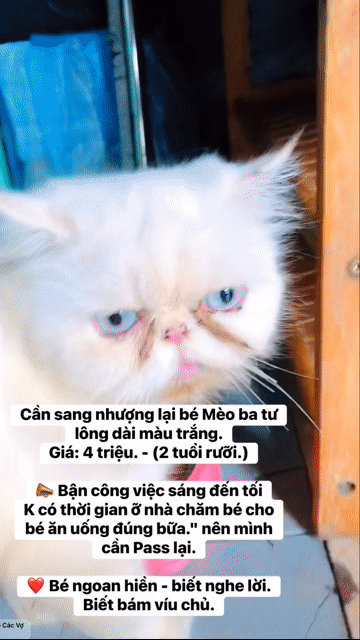 Mèo Ba Tư Cái Trắng sức khỏe tốt. Mua bán Mèo tại Thành phố Thủ Đức Tp Hồ Chí Minh được đăng bởi Hang Meo hình 1