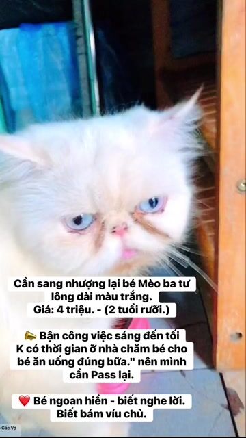 Mèo Ba Tư Cái Trắng sức khỏe tốt. Mua bán Mèo tại Thành phố Thủ Đức Tp Hồ Chí Minh được đăng bởi Hang Meo hình 1