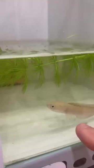 Cá Trân Châu Ngũ Sắc 10cm. Mua bán Thú cưng khác tại Quận Bình Thạnh Tp Hồ Chí Minh được đăng bởi Hien hình 1