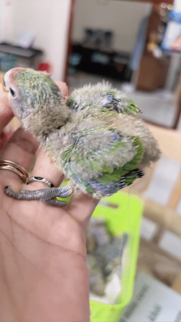 vẹt lovebird lai. Mua bán Chim tại Thành phố Đà Lạt Lâm Đồng được đăng bởi Bamboo Tran hình 1