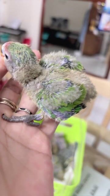 vẹt lovebird lai. Mua bán Chim tại Thành phố Đà Lạt Lâm Đồng được đăng bởi Bamboo Tran hình 1