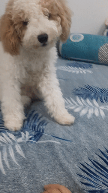 Chó Poodle Tini 8 tháng. Mua bán Chó tại Quận 5 Tp Hồ Chí Minh được đăng bởi Võ Thị Ánh Tuyết hình 1
