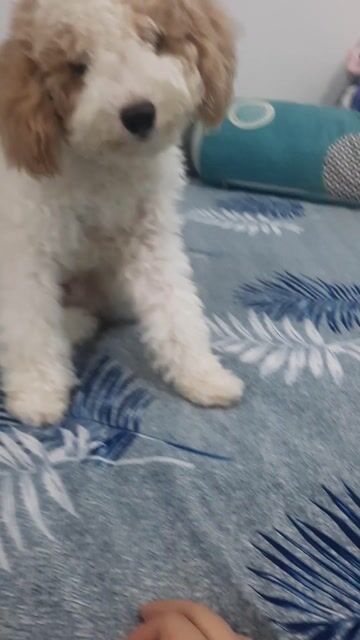 Chó Poodle Tini 8 tháng. Mua bán Chó tại Quận 5 Tp Hồ Chí Minh được đăng bởi Võ Thị Ánh Tuyết hình 1