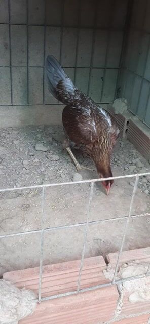 Mai tre tơ đang rớt soo. Mua bán Gà tại Thành phố Thuận An Bình Dương được đăng bởi Hồng phát68 hình 1