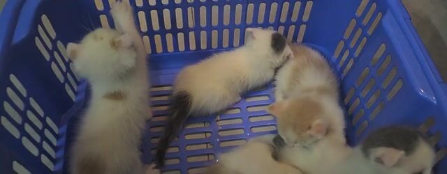 Mèo Tai Cụp Trắng 40 ngày Cả hai. Mua bán Mèo tại Quận Hoàn Kiếm Hà Nội được đăng bởi Dân Bách Phong hình 1