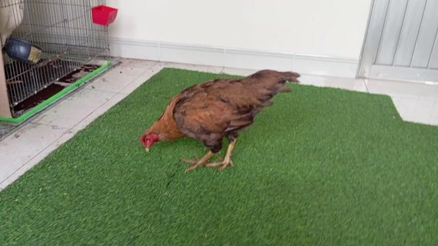 Mái pakatan chân vuông  độc đinh trạng 3kg4;a294