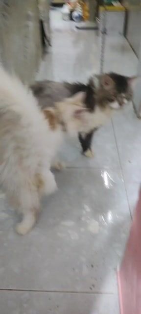 Cần tìm nhà mới cho Bé Đực 12 Tháng tuổi chưa ss. Mua bán Mèo tại Quận 7 Tp Hồ Chí Minh được đăng bởi CôCa Pet Shop hình 1