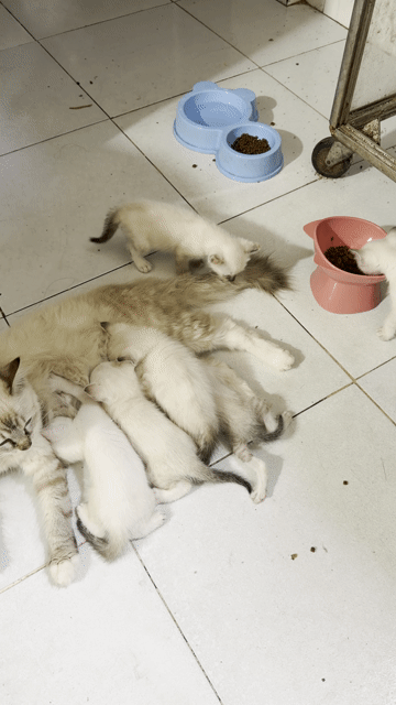 Mèo con 1 tháng Trắng. Mua bán Mèo tại Huyện Nhà Bè Tp Hồ Chí Minh được đăng bởi Tran Thanh hình 1