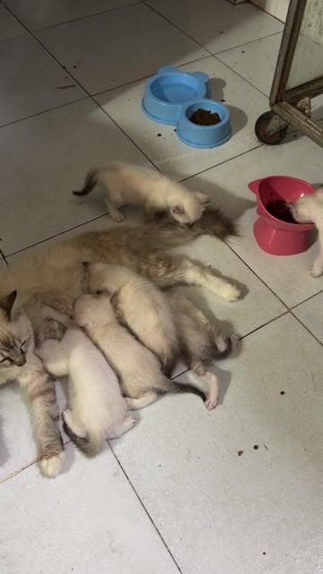 Mèo con 1 tháng Trắng. Mua bán Mèo tại Huyện Nhà Bè Tp Hồ Chí Minh được đăng bởi Tran Thanh hình 1