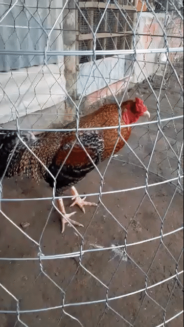 Gà cứu lữa..3.3. Mua bán Gà tại Huyện Lai Vung Đồng Tháp được đăng bởi Phuocphamvan Phamvanphuoc hình 1