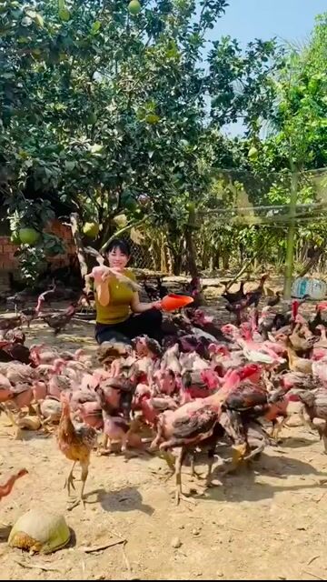 Gà Đòn Cho Ae đam mê. Mua bán Gà tại Huyện Đạ Tẻh Lâm Đồng được đăng bởi Xe Máy An Quyên  hình 1
