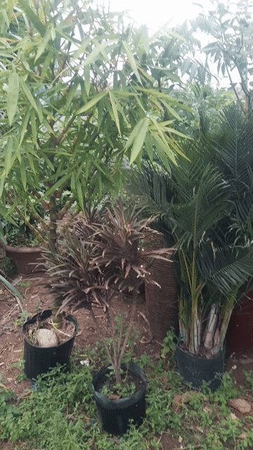 Trúc Quan Âm 2m. Mua bán Cây cảnh, đồ trang trí tại Huyện Nhà Bè Tp Hồ Chí Minh được đăng bởi Minh Nghiêm hình 1