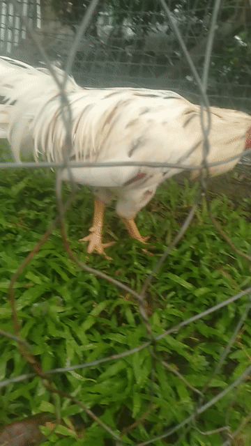 2k7 tay tốt bao zin bao tặc loi. Mua bán Gà tại Huyện Phụng Hiệp Hậu Giang được đăng bởi Văn minh  hình 1