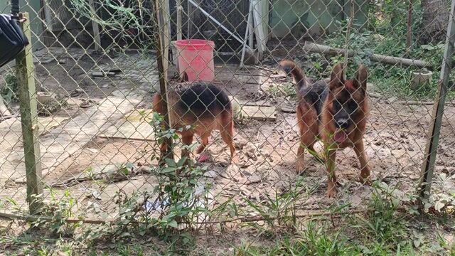 Chó Becgie đực tơ có giấy vka. Mua bán Chó tại Thành phố Trà Vinh Trà Vinh được đăng bởi Sơn Huy hình 1