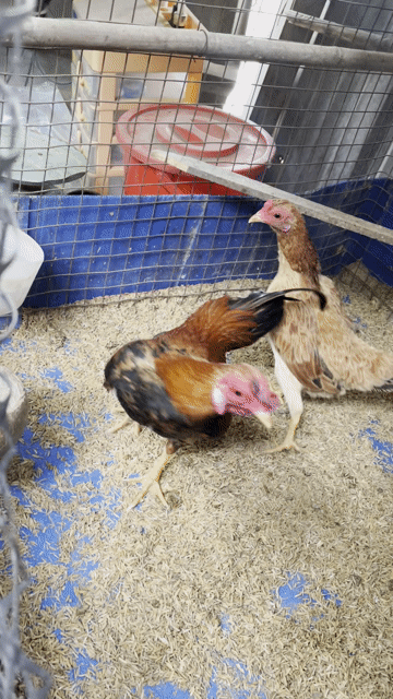 Gà Tre Bắc Cọc Cặp. Mua bán Gà tại Thành phố Thủ Đức Tp Hồ Chí Minh được đăng bởi Chuyên Gà Tuyển  hình 1