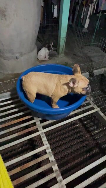 Chó Bull Pháp đực 6 tháng. Mua bán Chó tại Thị xã Bình Minh Vĩnh Long được đăng bởi Trại Bull Pháp Vĩnh Long hình 1