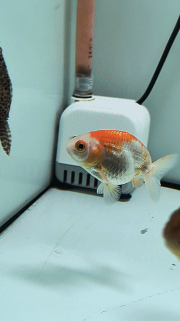 Cá Ranchu Đỏ trắng 2 ngón. Mua bán Thú cưng khác tại Thành phố Thủ Đức Tp Hồ Chí Minh được đăng bởi Lê Ngọc Tuấn hình 1