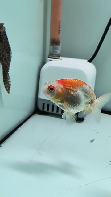 Cá Ranchu Đỏ trắng 2 ngón. Mua bán Thú cưng khác tại Thành phố Thủ Đức Tp Hồ Chí Minh được đăng bởi Lê Ngọc Tuấn hình 1