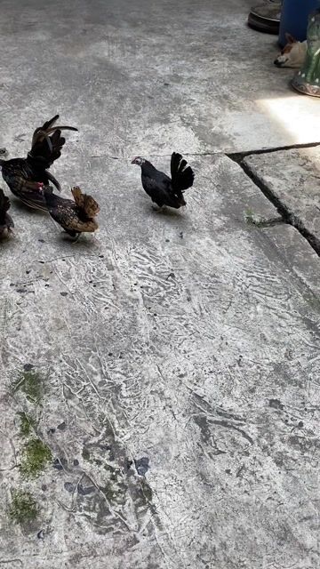Gà kiris. Mua bán Gà tại Quận Bình Tân Tp Hồ Chí Minh được đăng bởi An Tâm hình 1