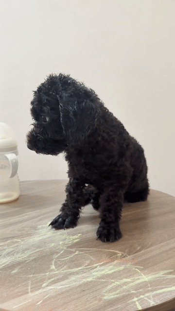 Chó Poodle Tini 4 tháng Đen. Mua bán Chó tại Quận 6 Tp Hồ Chí Minh được đăng bởi Mai Nguyễn hình 1