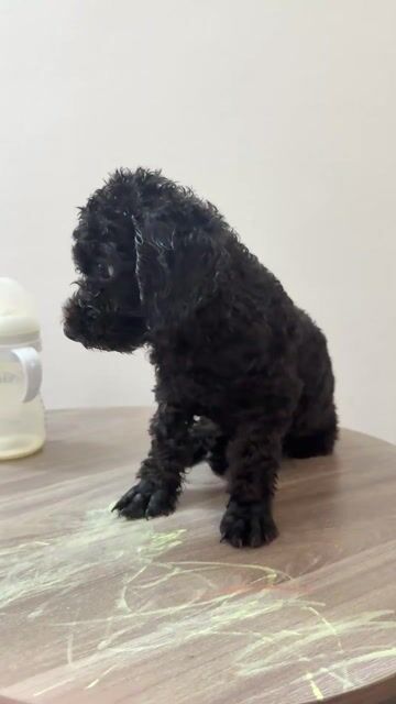 Chó Poodle Tini 4 tháng Đen. Mua bán Chó tại Quận 6 Tp Hồ Chí Minh được đăng bởi Mai Nguyễn hình 1