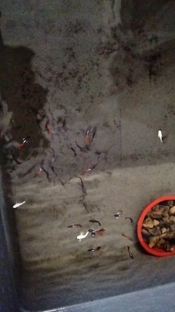 Cá Guppy HB Red Đỏ. Mua bán Thú cưng khác tại Quận Bình Thuỷ Cần Thơ được đăng bởi NTP228 hình 1