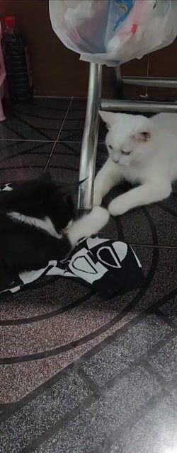 Mèo Maine Coon tuxedo. Mua bán Mèo tại Quận Gò Vấp Tp Hồ Chí Minh được đăng bởi dngan hình 1