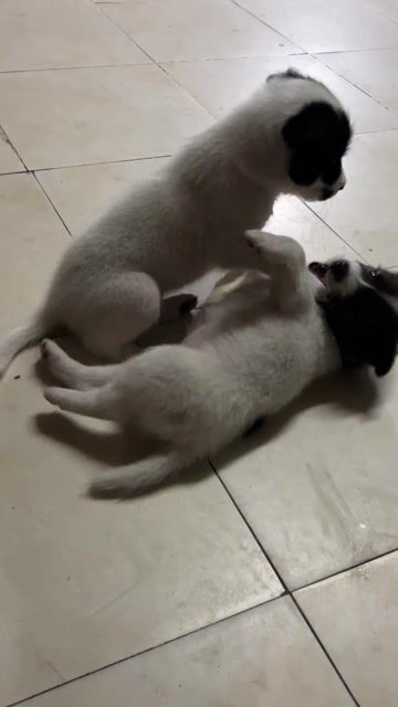 Chó lai chân ngắn Đen trắng. Mua bán Chó tại Huyện Đức Hòa Long An được đăng bởi Huỳnh Như hình 1