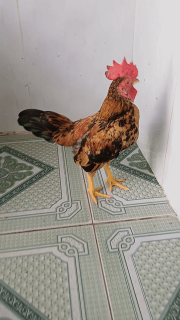 Gà Bắc Tít trống 5 tháng. Mua bán Gà tại Huyện Hóc Môn Tp Hồ Chí Minh được đăng bởi Tên chưa cung cấp hình 1