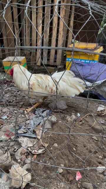 bướm 2kg9. Mua bán Gà tại Thành phố Thủ Đức Tp Hồ Chí Minh được đăng bởi trần Thanh luân hình 1