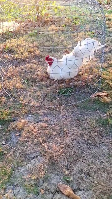 Gà Úa Thái mỹ 3kg. Mua bán Gà tại Huyện Mỹ Xuyên Sóc Trăng được đăng bởi Gà Đá Đổ Nhà hình 1